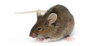 Rat