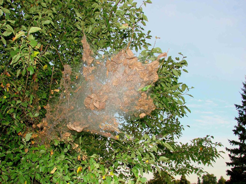 Fall_Webworm_2