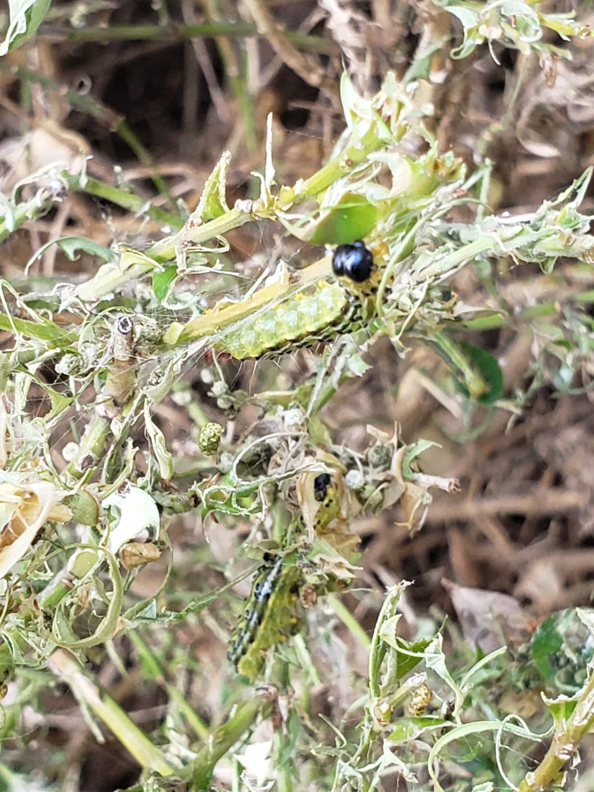 Largest-Box-Tree-Moth Larvae Massive Box Tree Moth Larvae