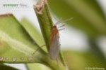 Boxwood Leaf Miner