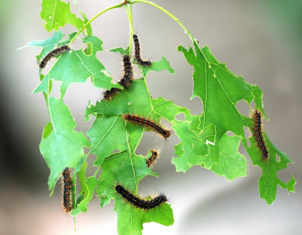 gypsy-moth21