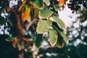 Heat Stress Tree 